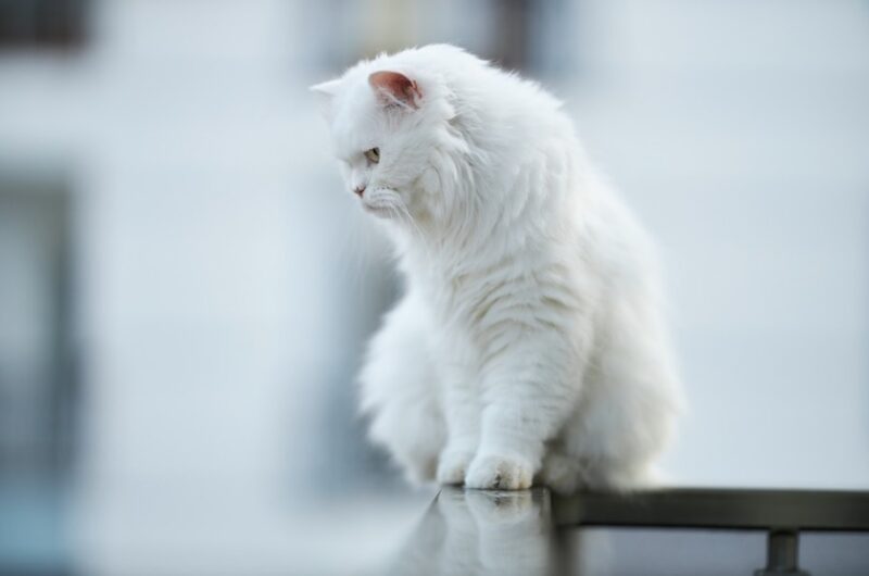 Découvrez les 5 plus belles races de chat qui sont toutes blanches