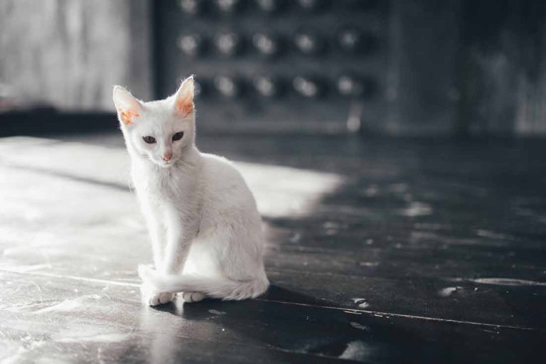 Ces Signes Qui Montrent Que Votre Chat Est En Bonne Sant Race De Chat