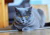 Chartreux