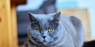 Chartreux