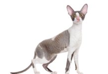 Cornish Rex