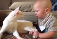 Incroyable réaction de ce chat face à un bébé