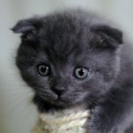 différence Scottish Fold ou Straight