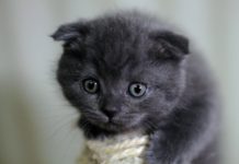 différence Scottish Fold ou Straight