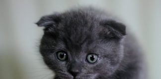 différence Scottish Fold ou Straight