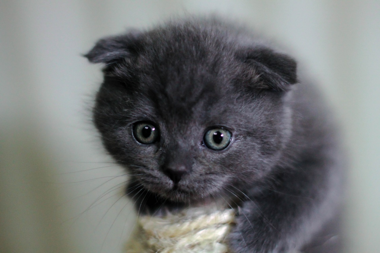 différence Scottish Fold ou Straight