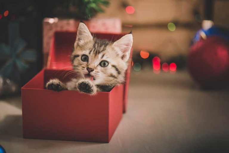 Les meilleures idées de cadeaux de Noël pour faire plaisir à votre chat