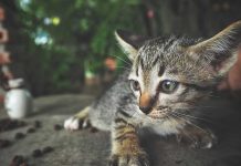 signes extérieurs que votre chat a des douleurs