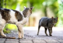 grands dangers chat à l’extérieur