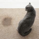 Astuces pour enlever l'odeur de pipi de chat