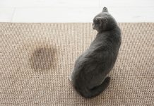 Astuces pour enlever l'odeur de pipi de chat