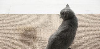 Astuces pour enlever l'odeur de pipi de chat