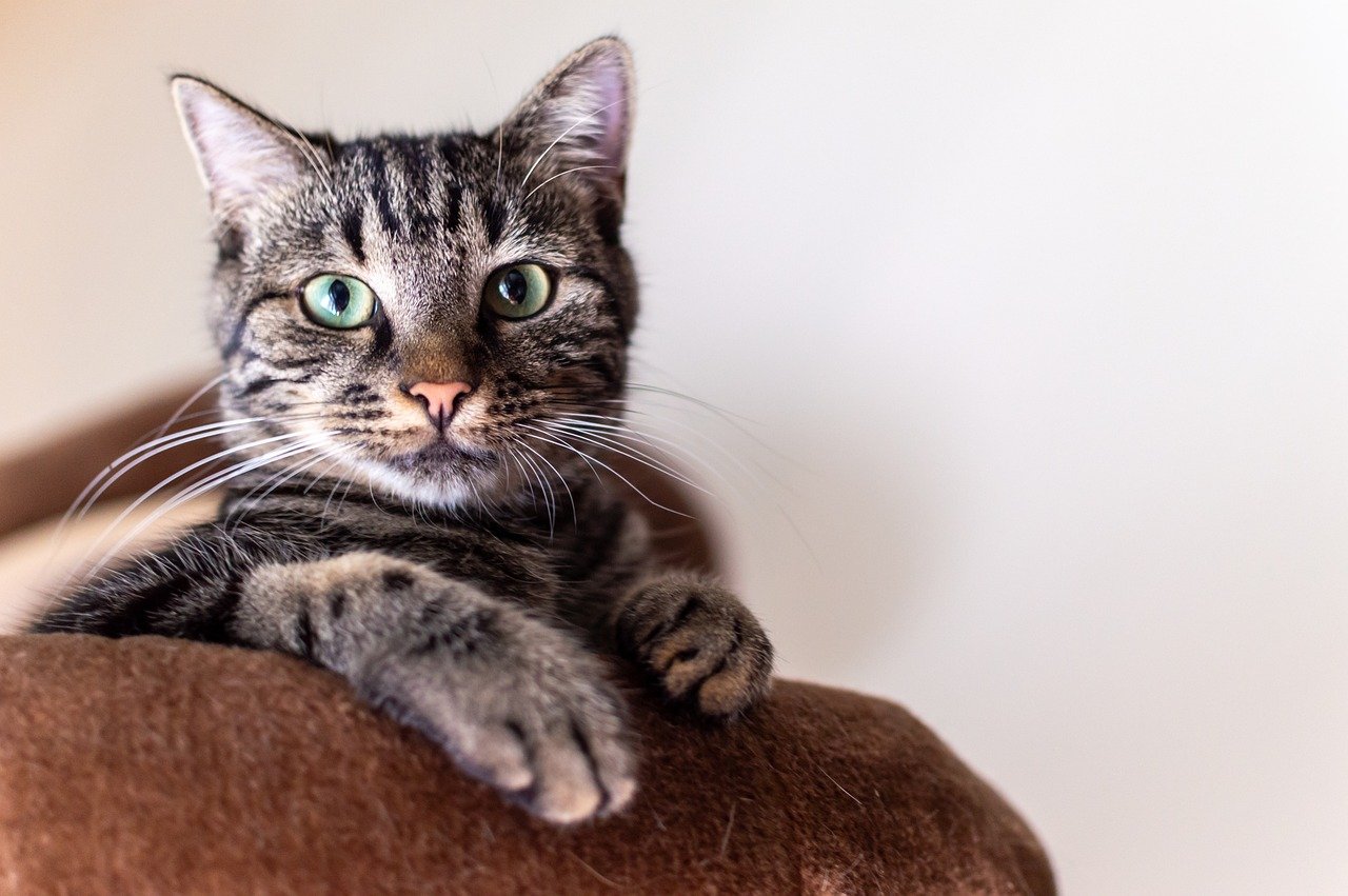 idées de noms de chat en E pour un mâle ou une femelle