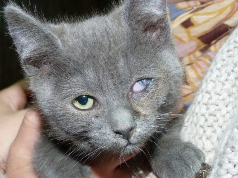 maladie chat blanc yeux bleus