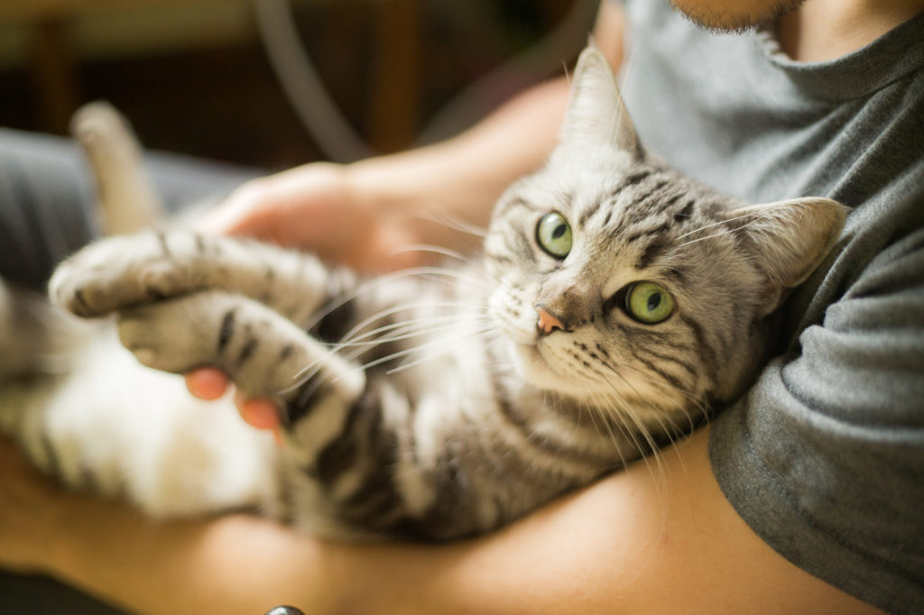 races de chats les plus câlines