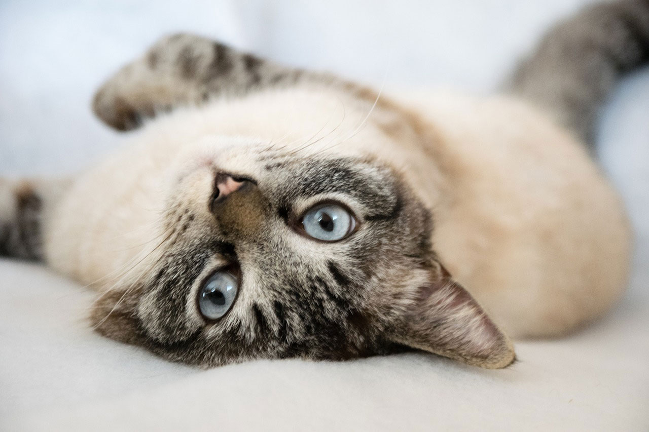 10 Races De Chats Les Plus Affectueuses Racedechat Com