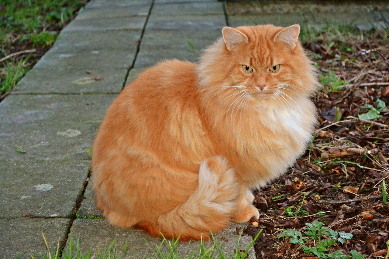 Les Chats Roux Races Et Particularités Racedechatcom