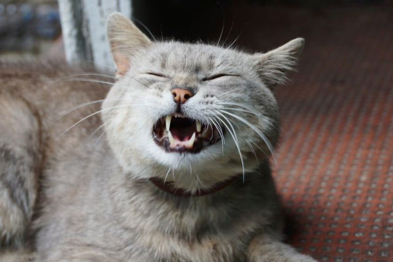 pourquoi mon chat éternue quand il mange