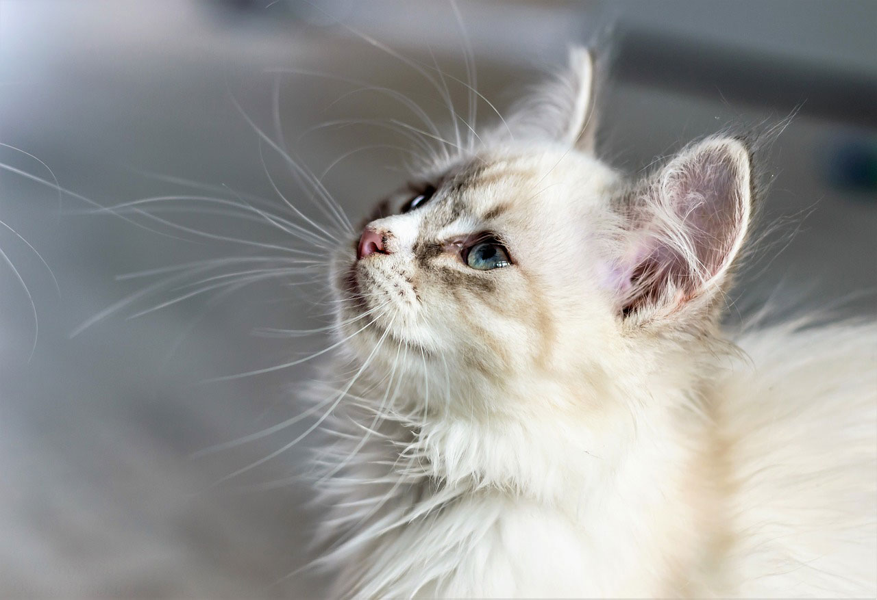 Caractère des chats de race