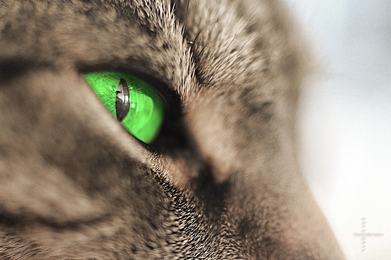 chats aux yeux verts