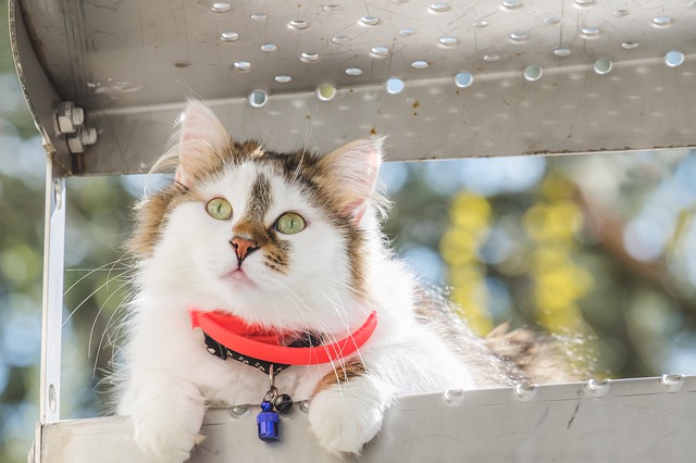 collier pour chat