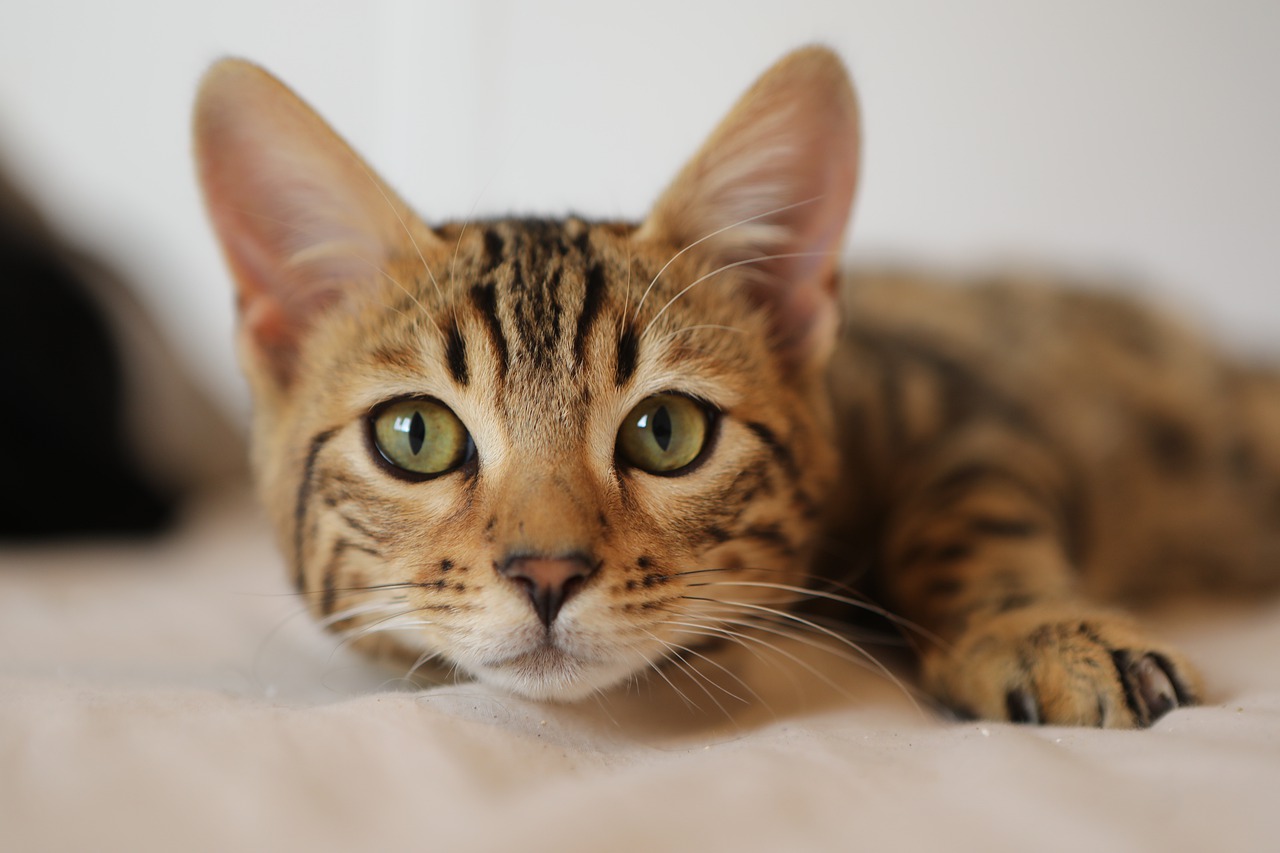 race de chat idéale selon votre signe astrologique