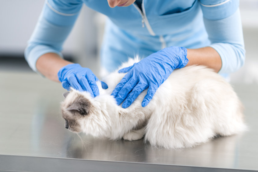 Les Puces De Chat En Appartement Comment Bien S En Premunir