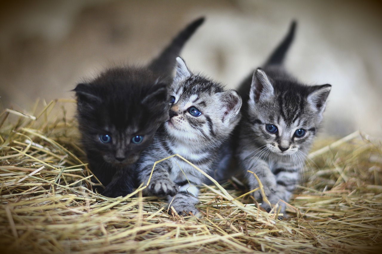 kittens-3535404_1280