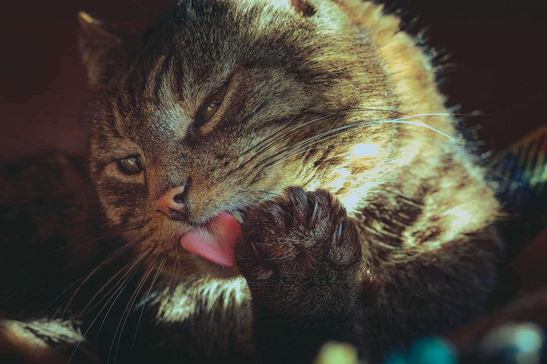 chat arrête de se lécher