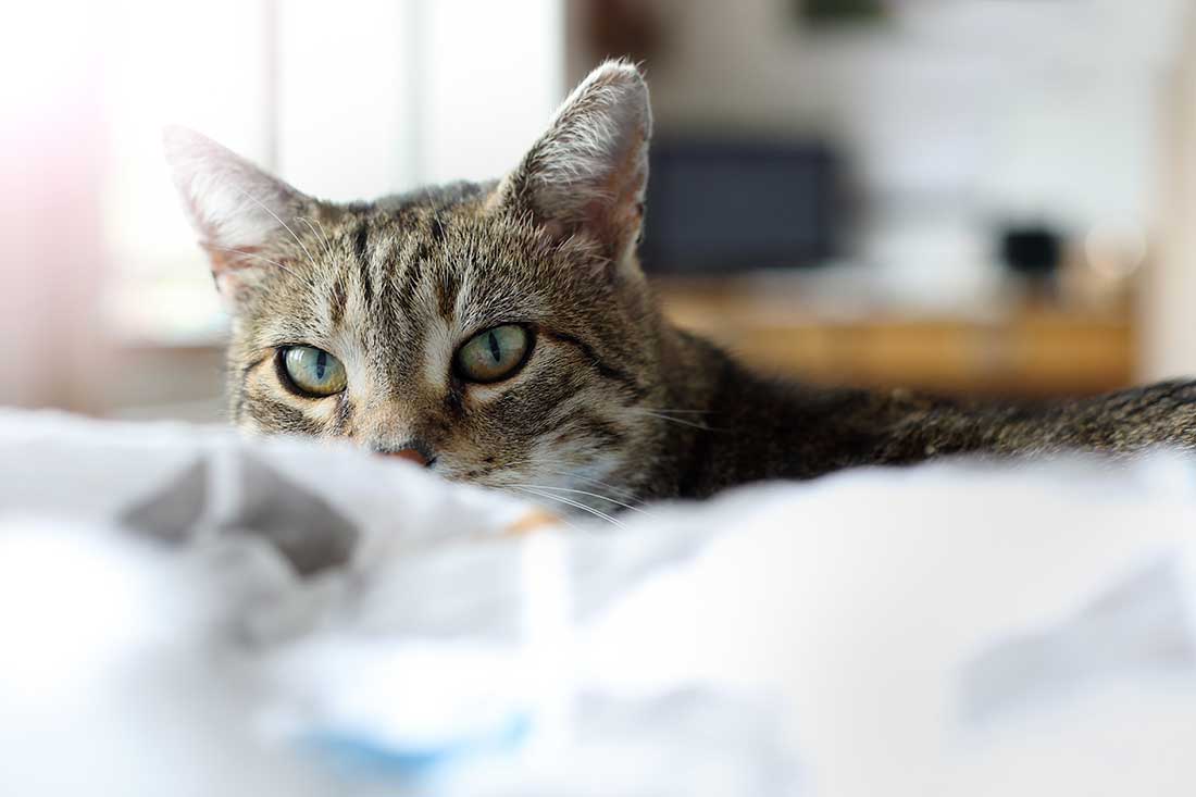 chat est stressé