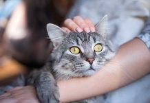 réussir à rendre votre chat plus câlin