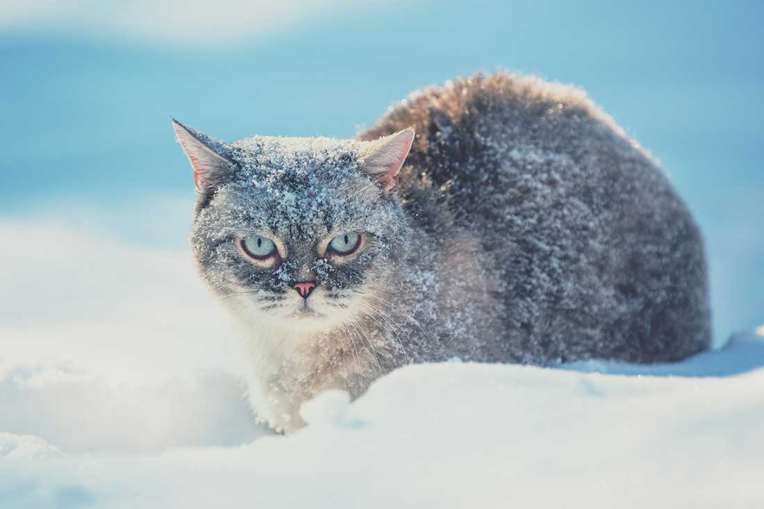 entretenir le poil de votre chat en hiver