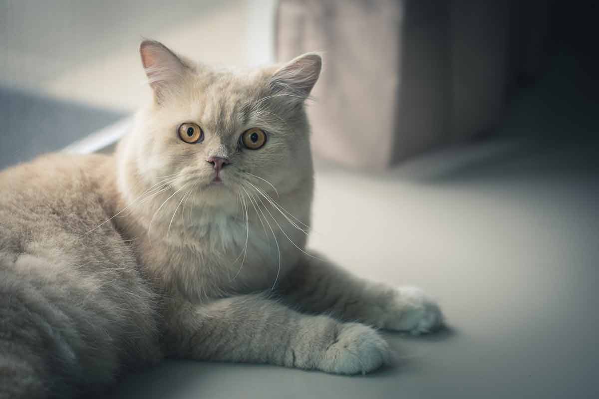 différentes postures de votre chat