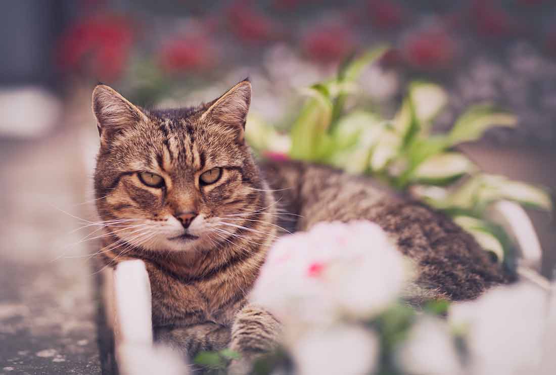 prendre soin de votre chat âgé