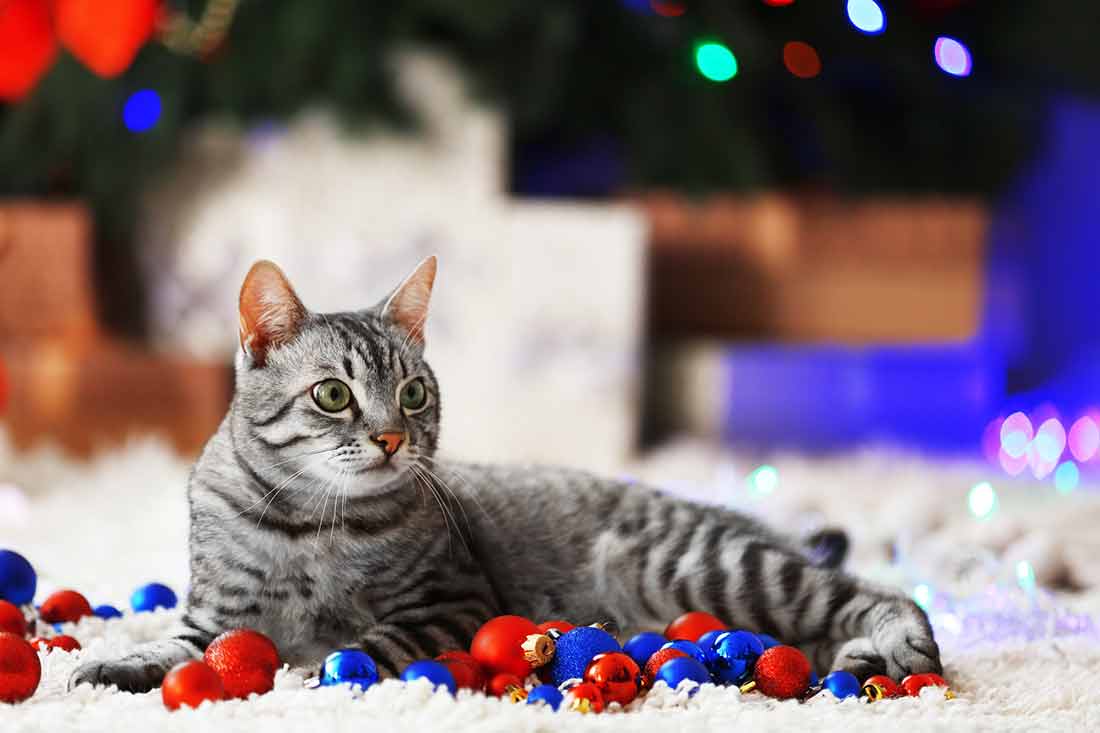 Que faire de votre chat pendant les vacances d’hiver