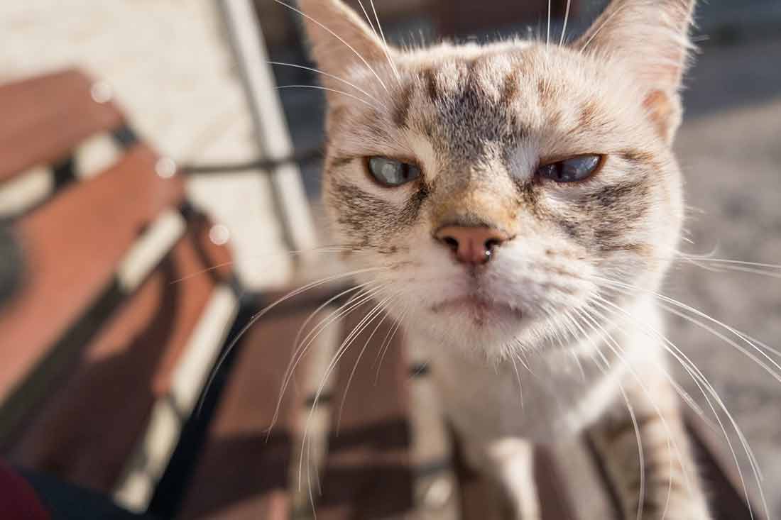 reconnaître un chat qui est agressif et en colère