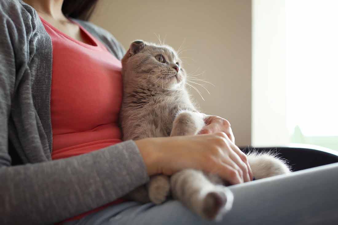 signes qui montrent que votre chat est fidèle