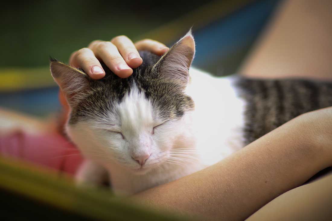 activités chats aiment faire avec leur maître