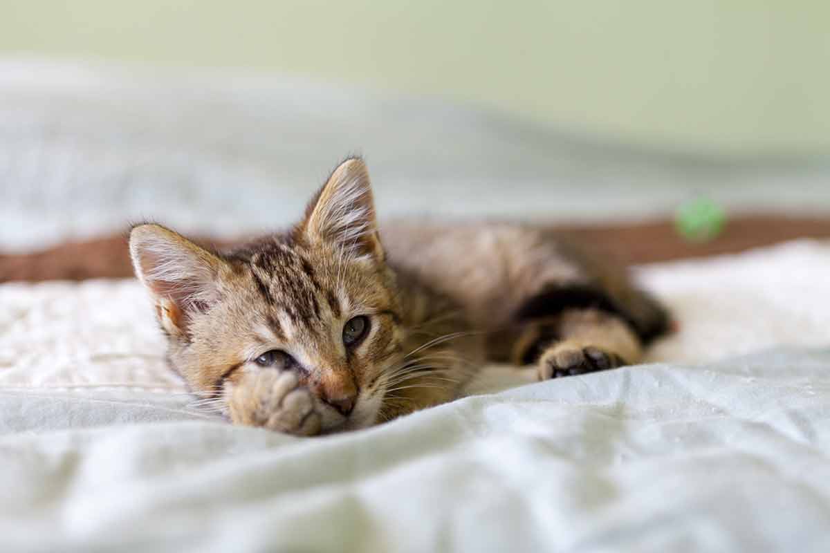 chat aime dormir à vos pieds