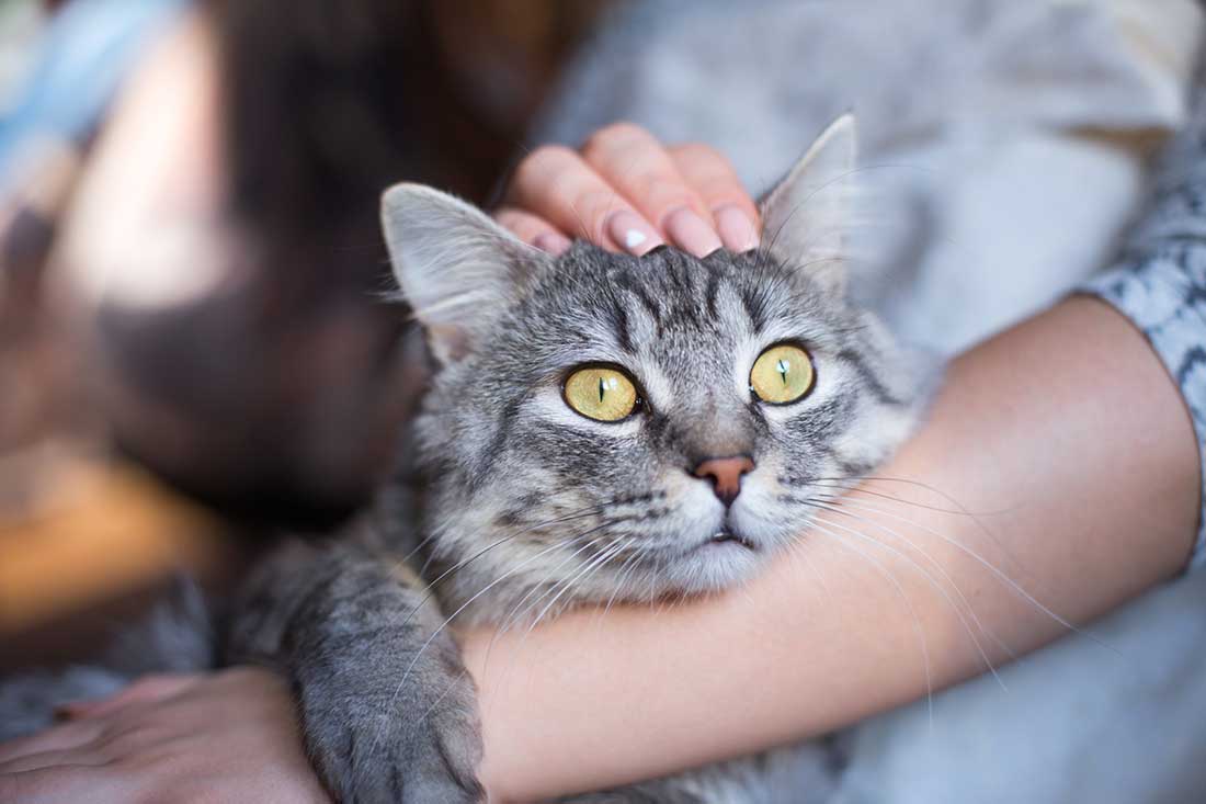 chat saute et monte tout le temps sur vous