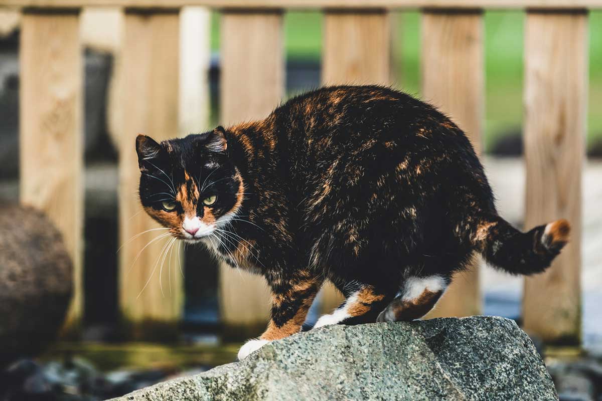 activités chat stérilisé prenne de poids