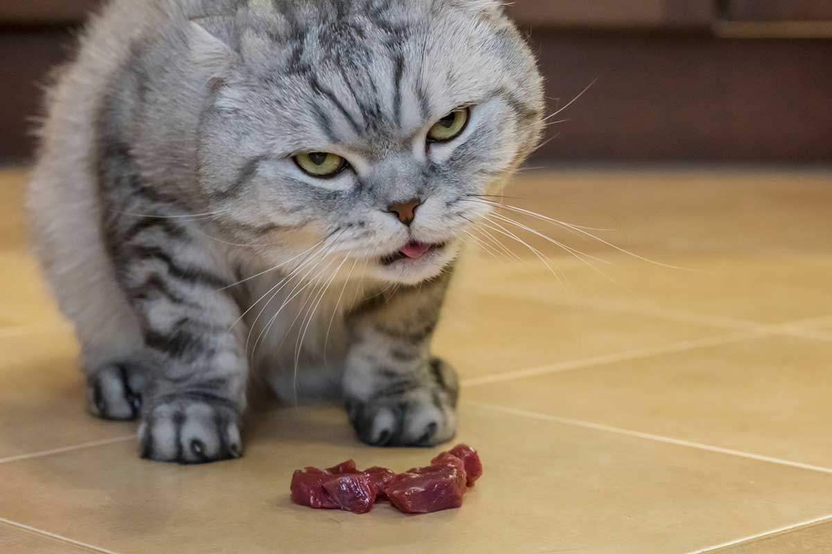 chat peut-il vraiment manger de la viande crue