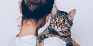 meilleures façons de donner de l’amour à votre chat