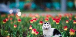 menaces qui guettent votre chat au retour du printemps