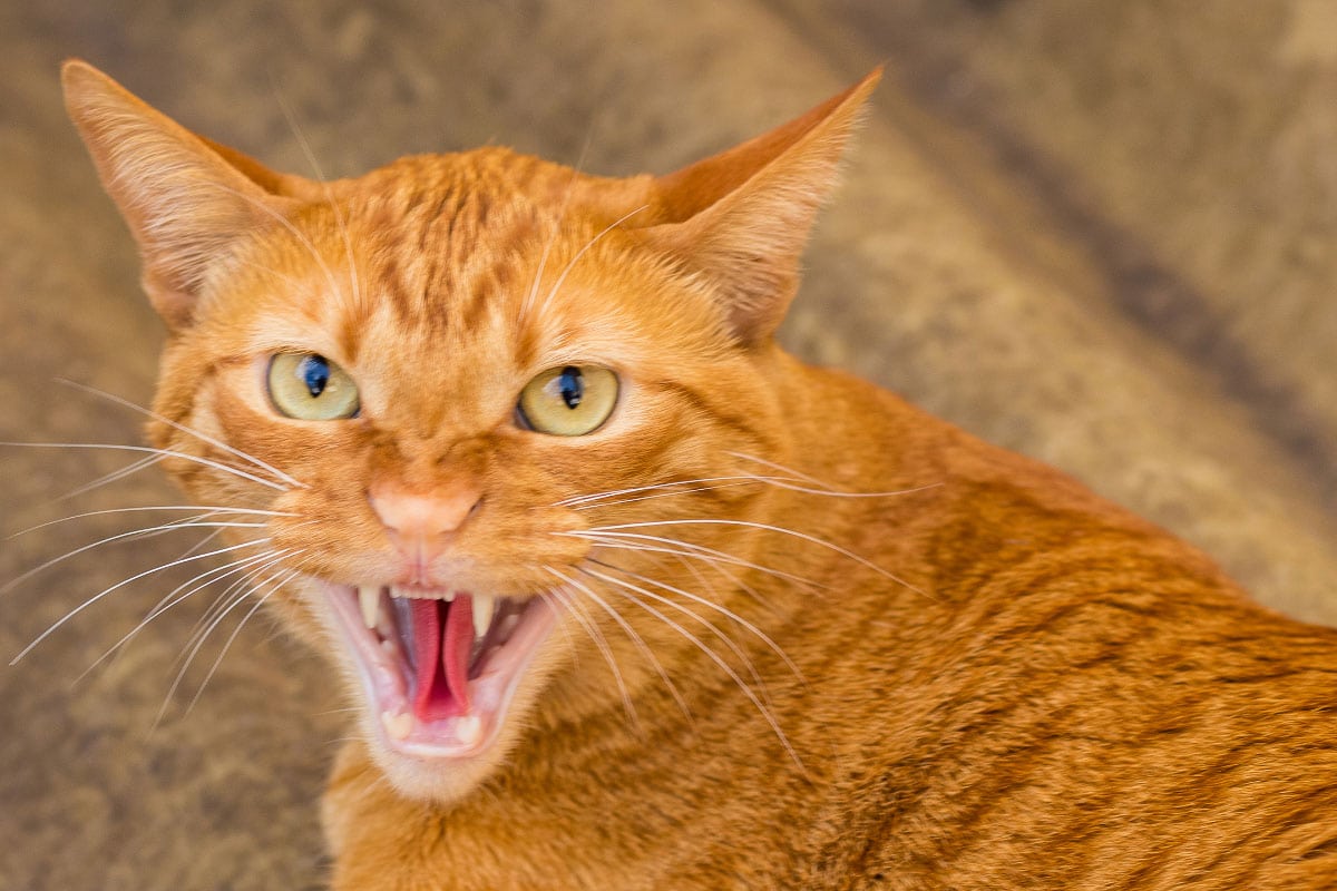 manières de réagir face à un chat agressif