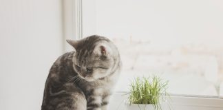 apprendre à votre chat à rester seul à la maison