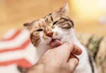 chat lèche tout le temps vos mains