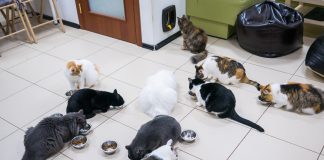 Combien de chats pouvez vous adopter au maximum à la maison